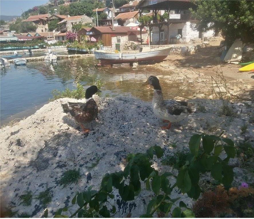Sahil Pension Kaleucagız Zewnętrze zdjęcie
